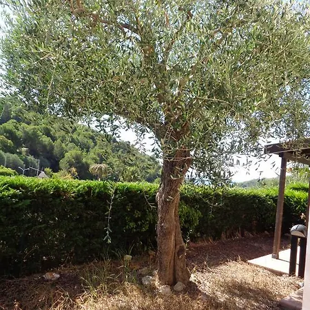 L'ulivo *